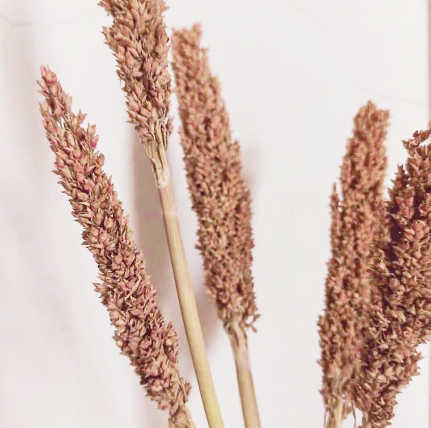 Manojo de Hierba Cantal - Óxido