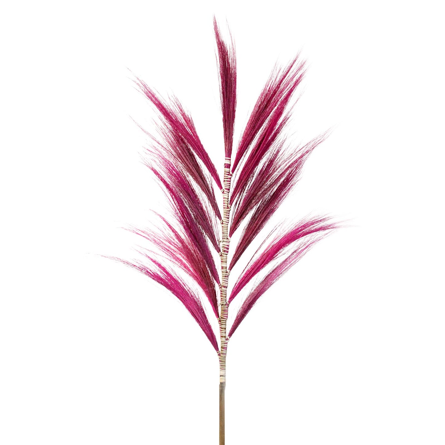 Palmera Rosa de Rayung- 1.6m