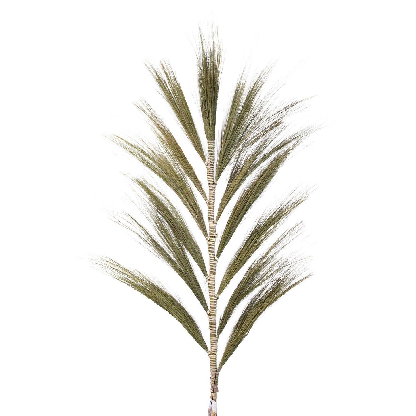 Palmera Natural de Rayung - 1.6m