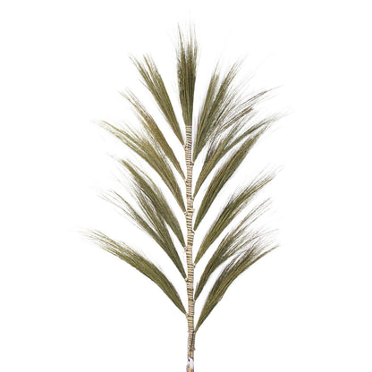 Palmera Natural de Rayung - 1.6m