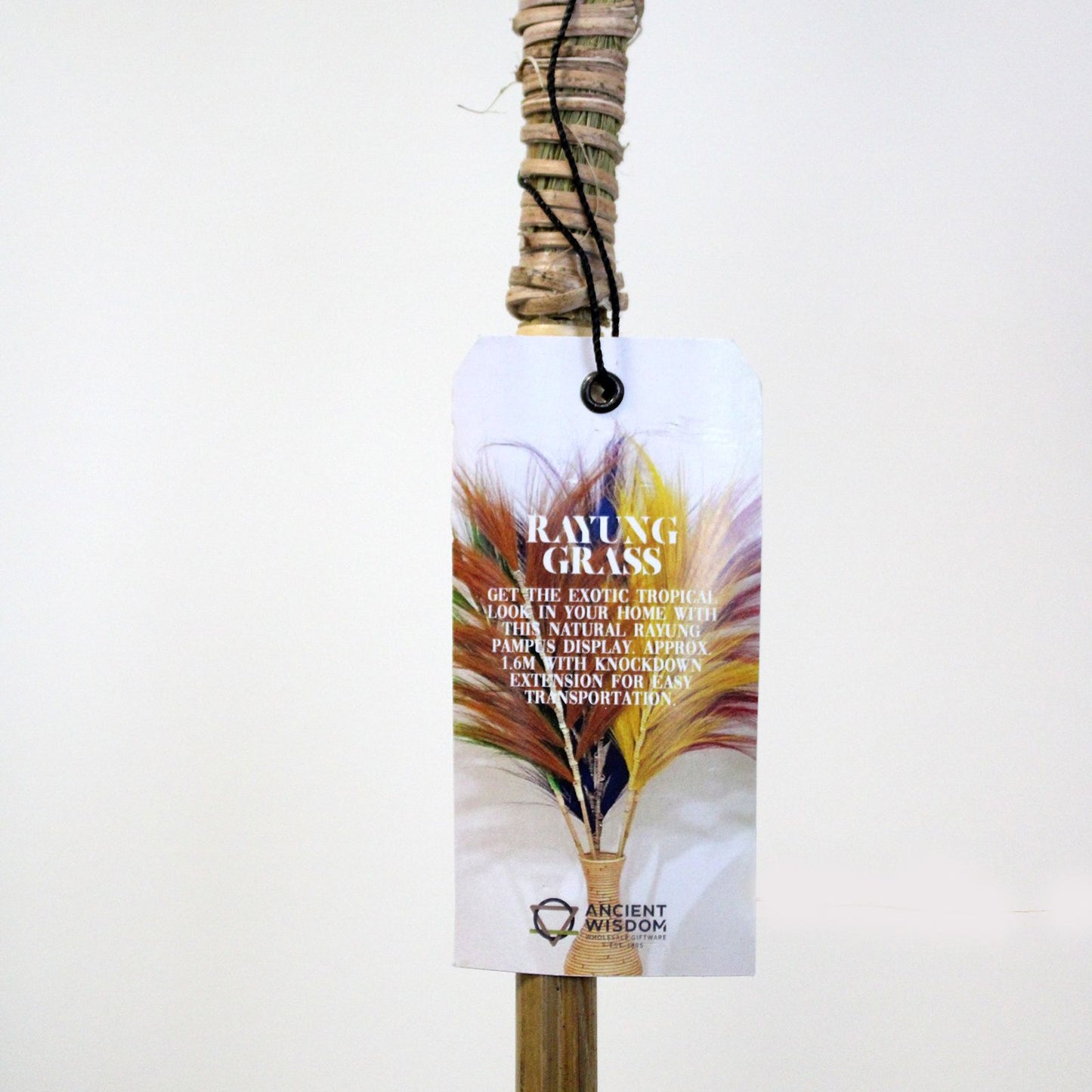 Palmera Rosa de Rayung- 1.6m