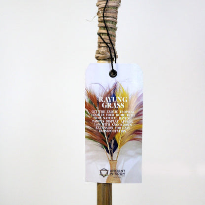 Palmera Rosa de Rayung- 1.6m