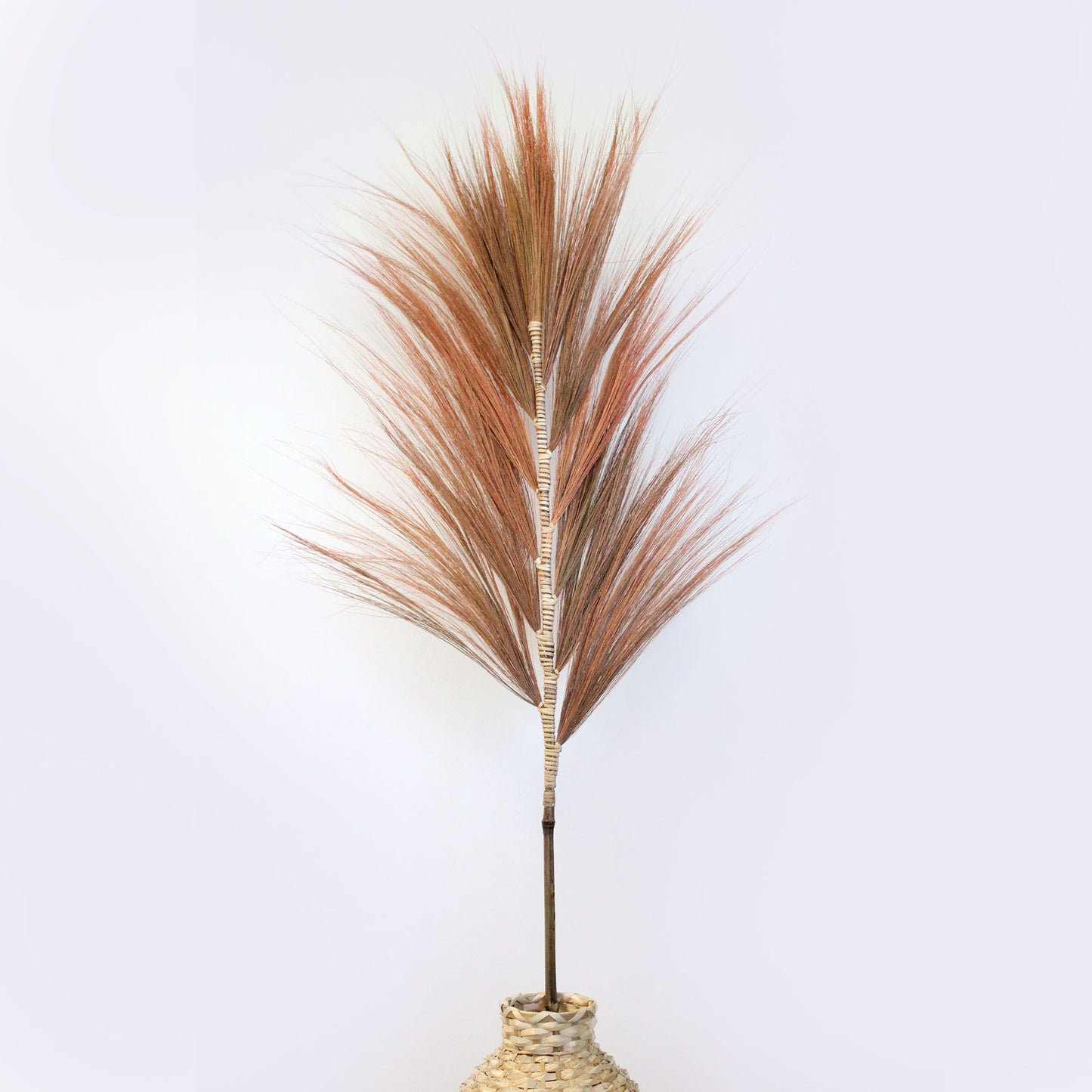 Palmera Coral de Rayung - 1.6m