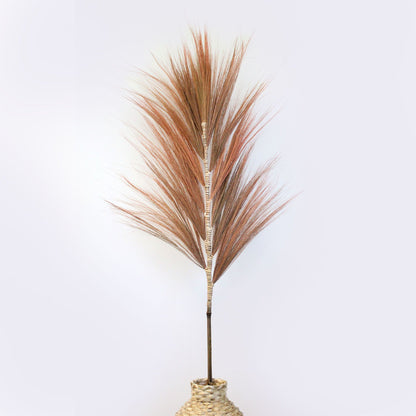 Palmera Coral de Rayung - 1.6m