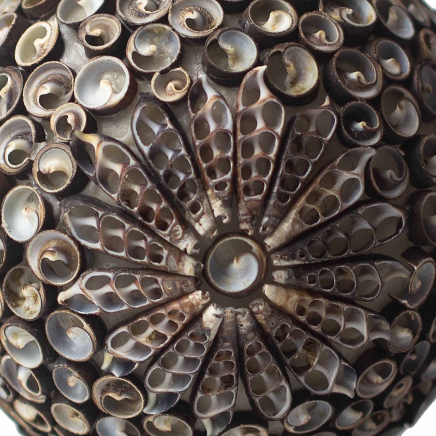 Lámpara Boho Sea Shell - Chocolate Twist Square - 15cm