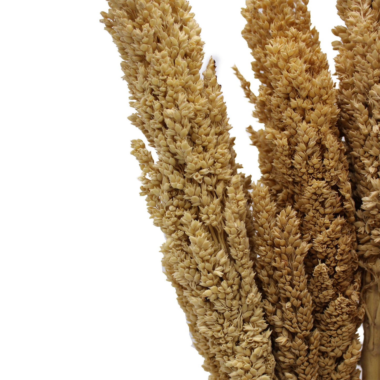 Manojo de Hierba Cantal - Natural