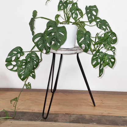 Mesa de Madera de Albasia - Blanqueado