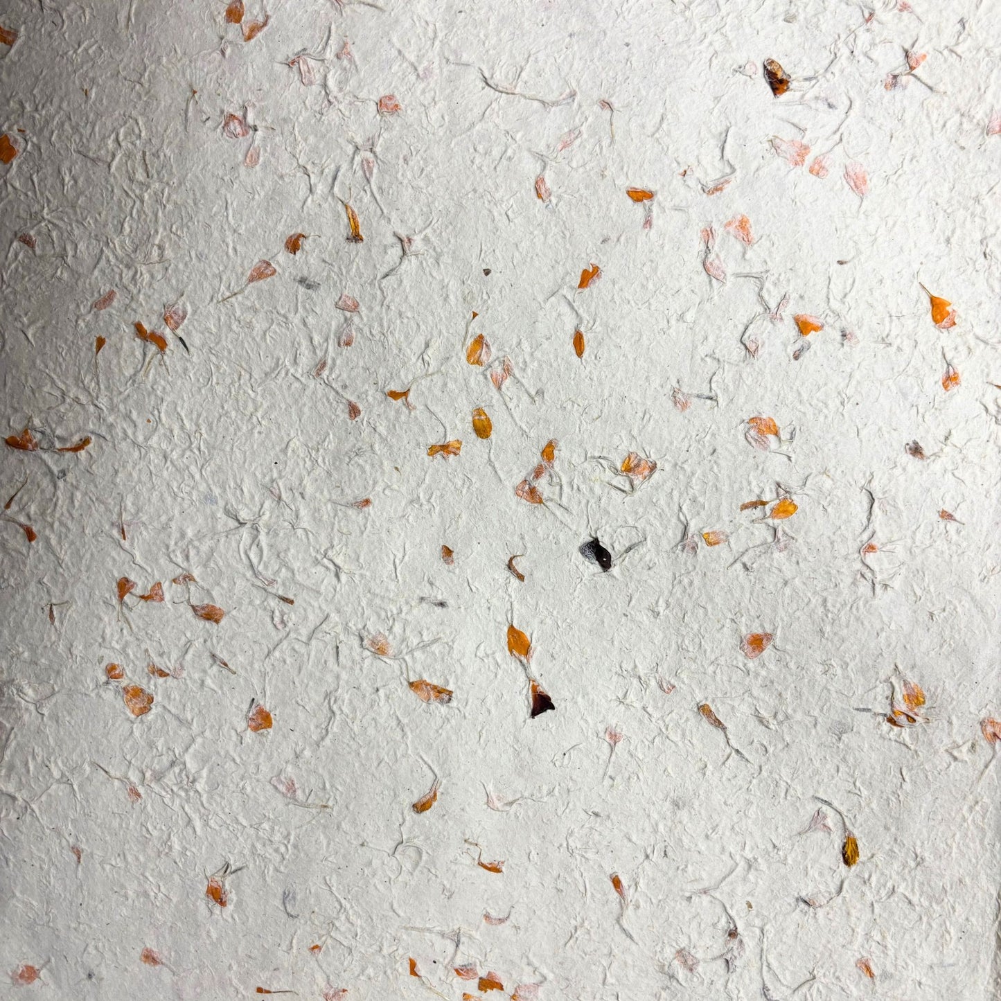 Papier cadeau artisanal Lokta - Calendula