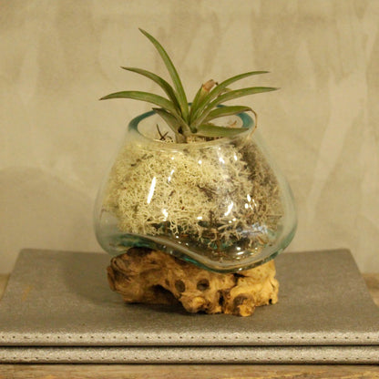 Bol en verre fusionné sur bois