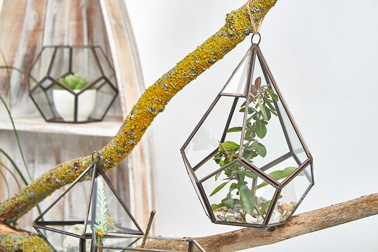 Glass Terrarium - Grand Pentagon