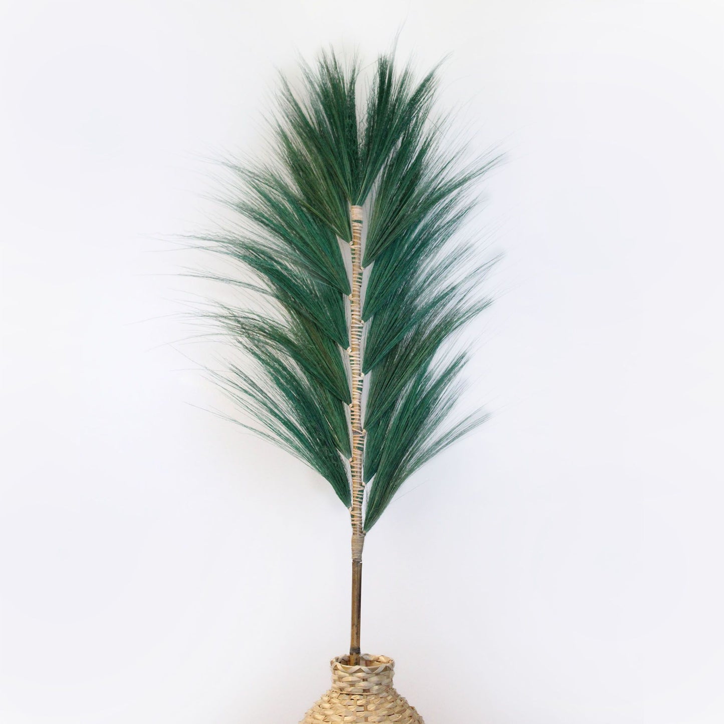 Palmera Verde de Rayung - 1.6m